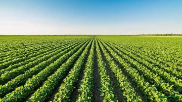 Сельское хозяйство